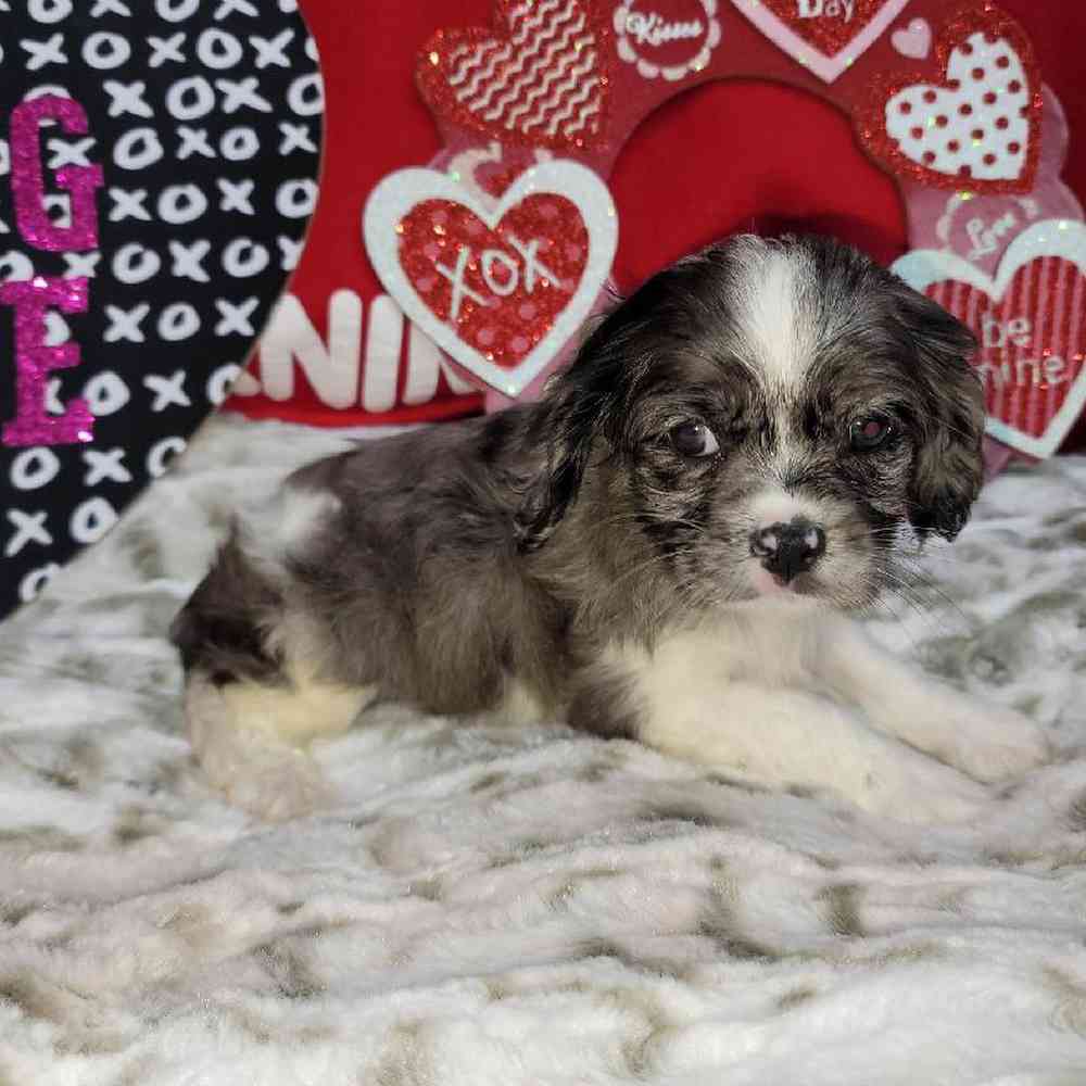 Female Cockapoo Puppy for Sale in Virginia Beach, VA