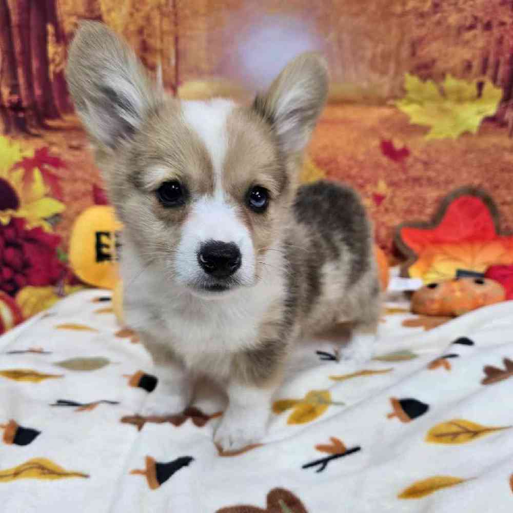 Male Pembroke Welsh Corgi Puppy for Sale in Virginia Beach, VA