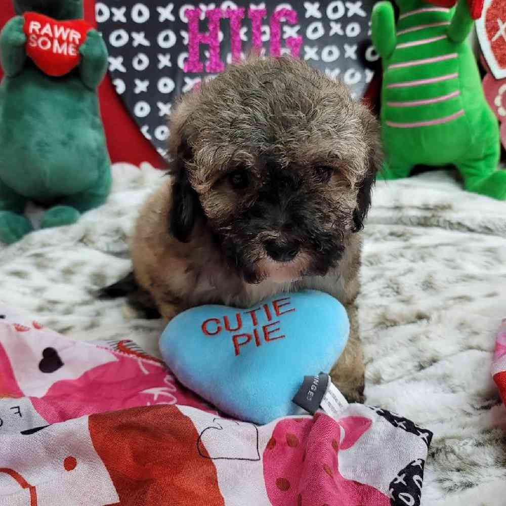 Female Bichonpoo Puppy for Sale in Virginia Beach, VA