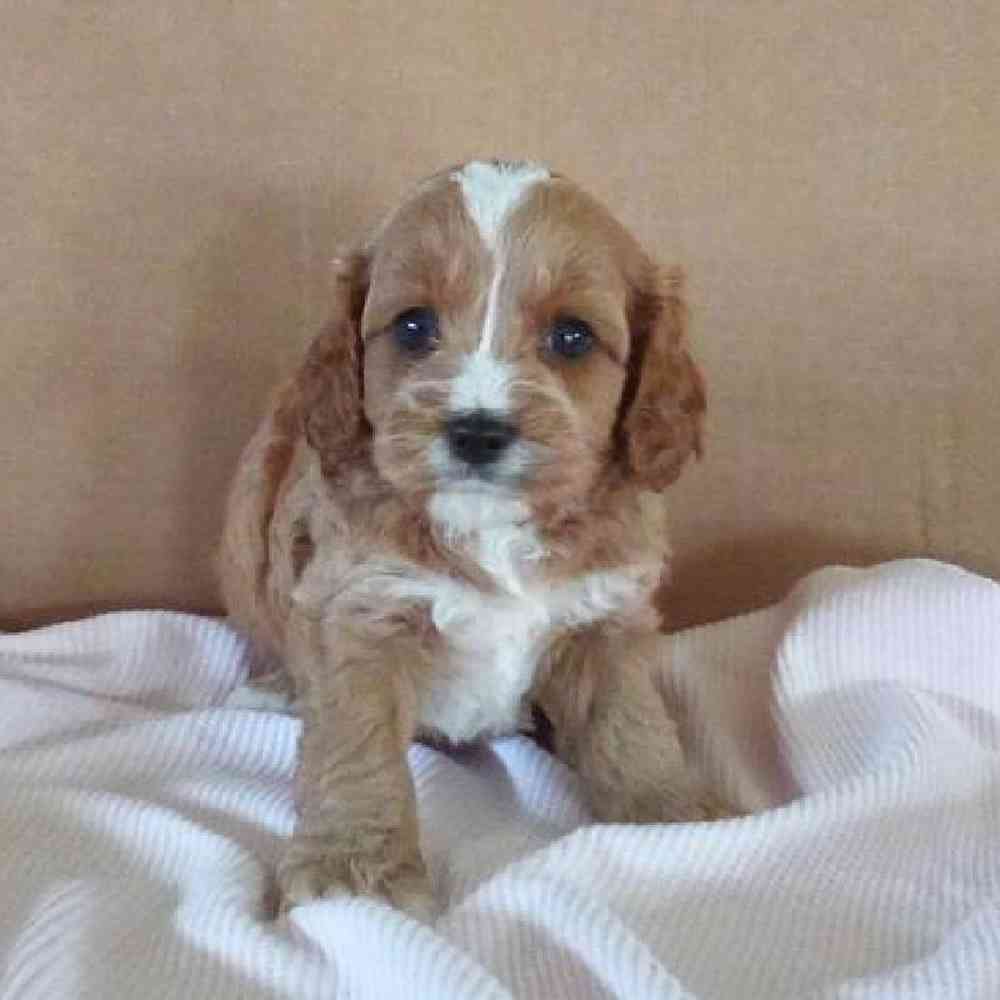 Female Cavapoo Puppy for Sale in Virginia Beach, VA