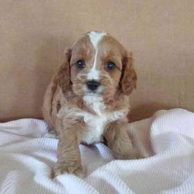 Cavapoo