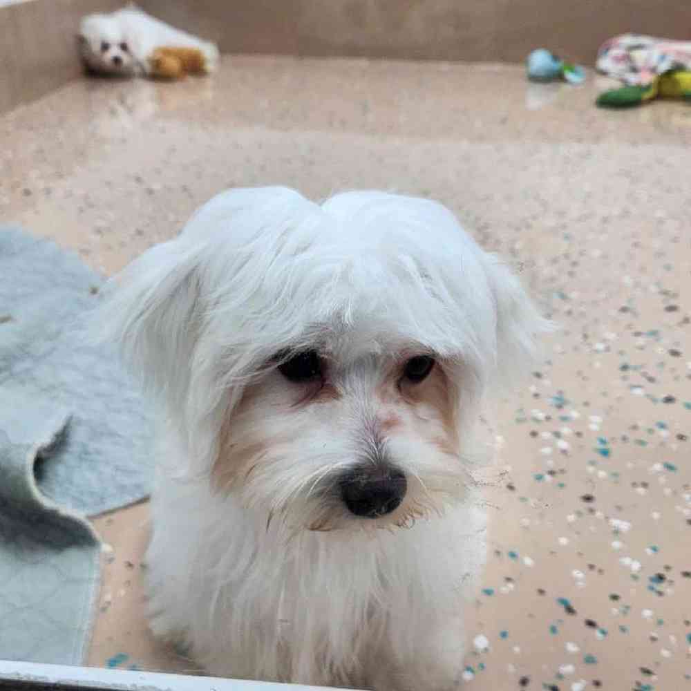 Male Maltese Puppy for Sale in Virginia Beach, VA