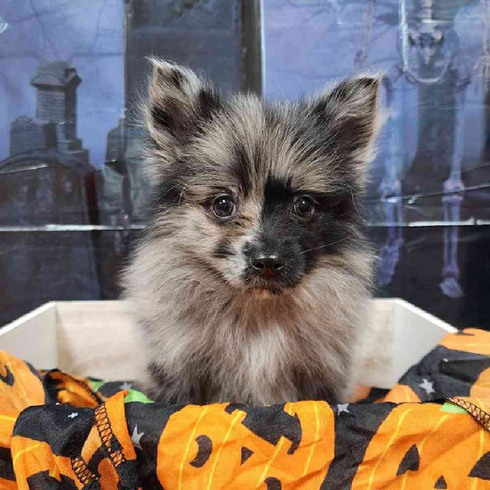 Female Pomeranian Puppy for sale