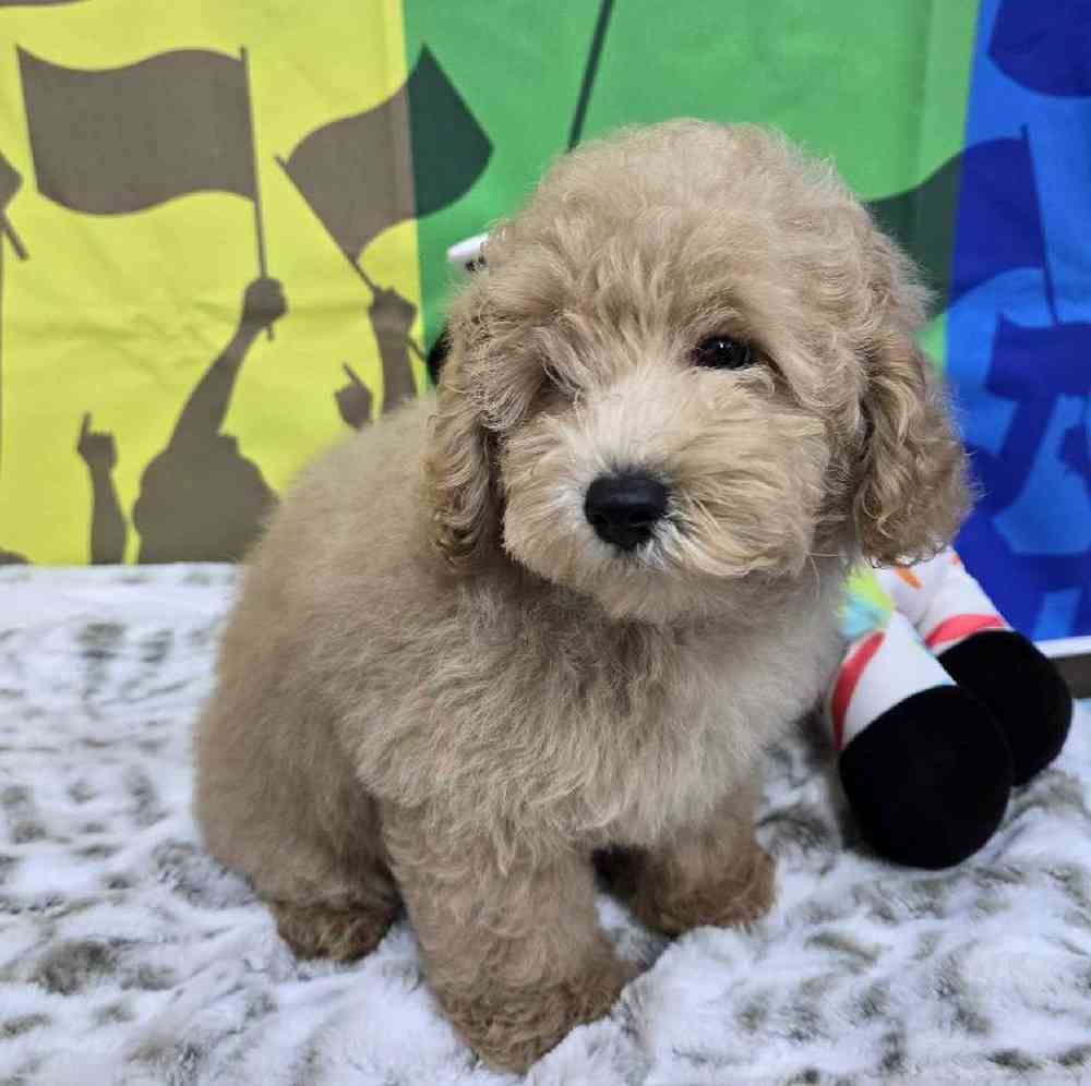 Male Mini Poodle Puppy for Sale in Virginia Beach, VA