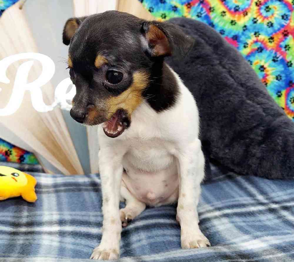 Male Rat Terrier Puppy for sale