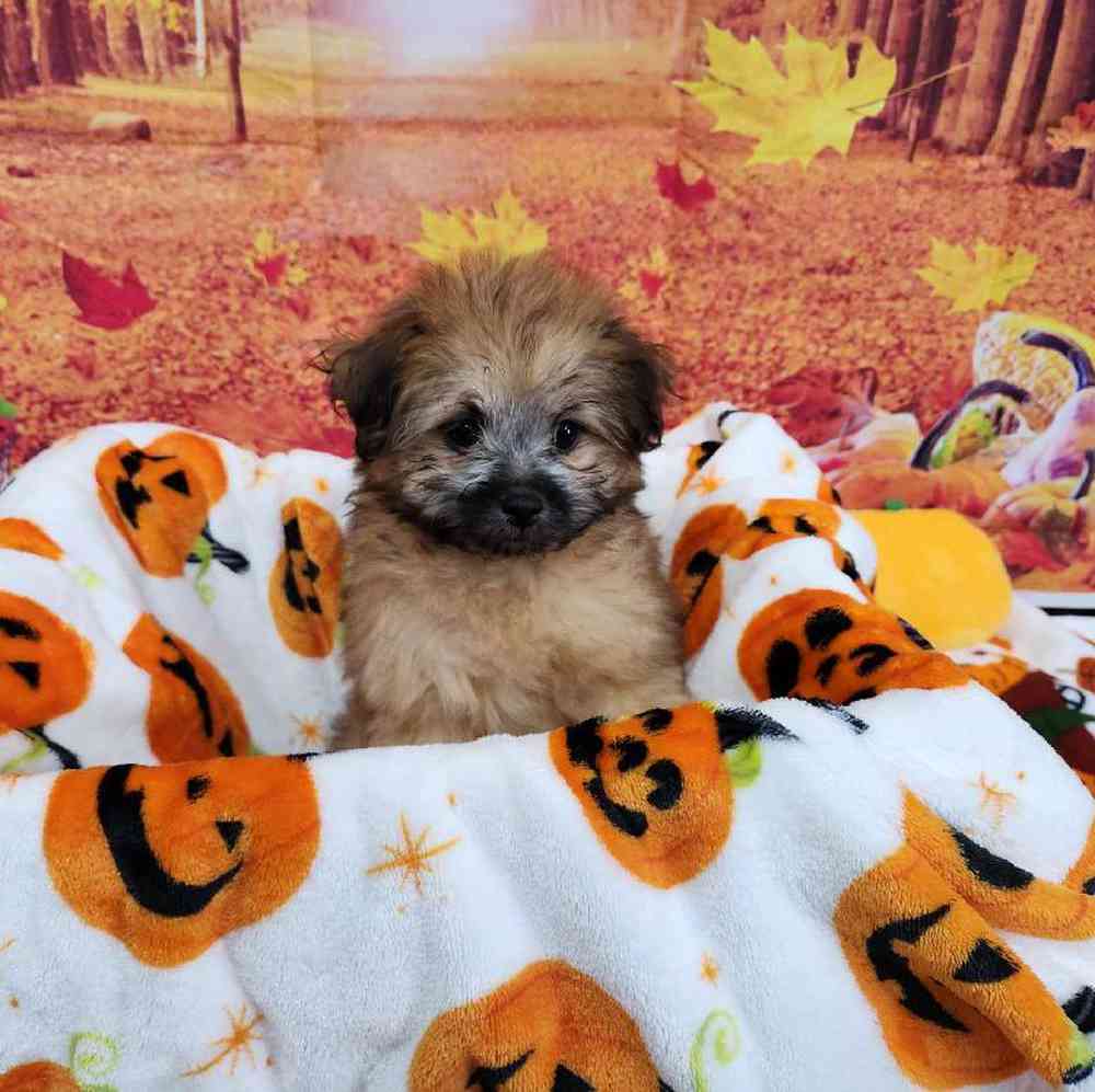 Female Pom-A-Poo Puppy for Sale in Virginia Beach, VA