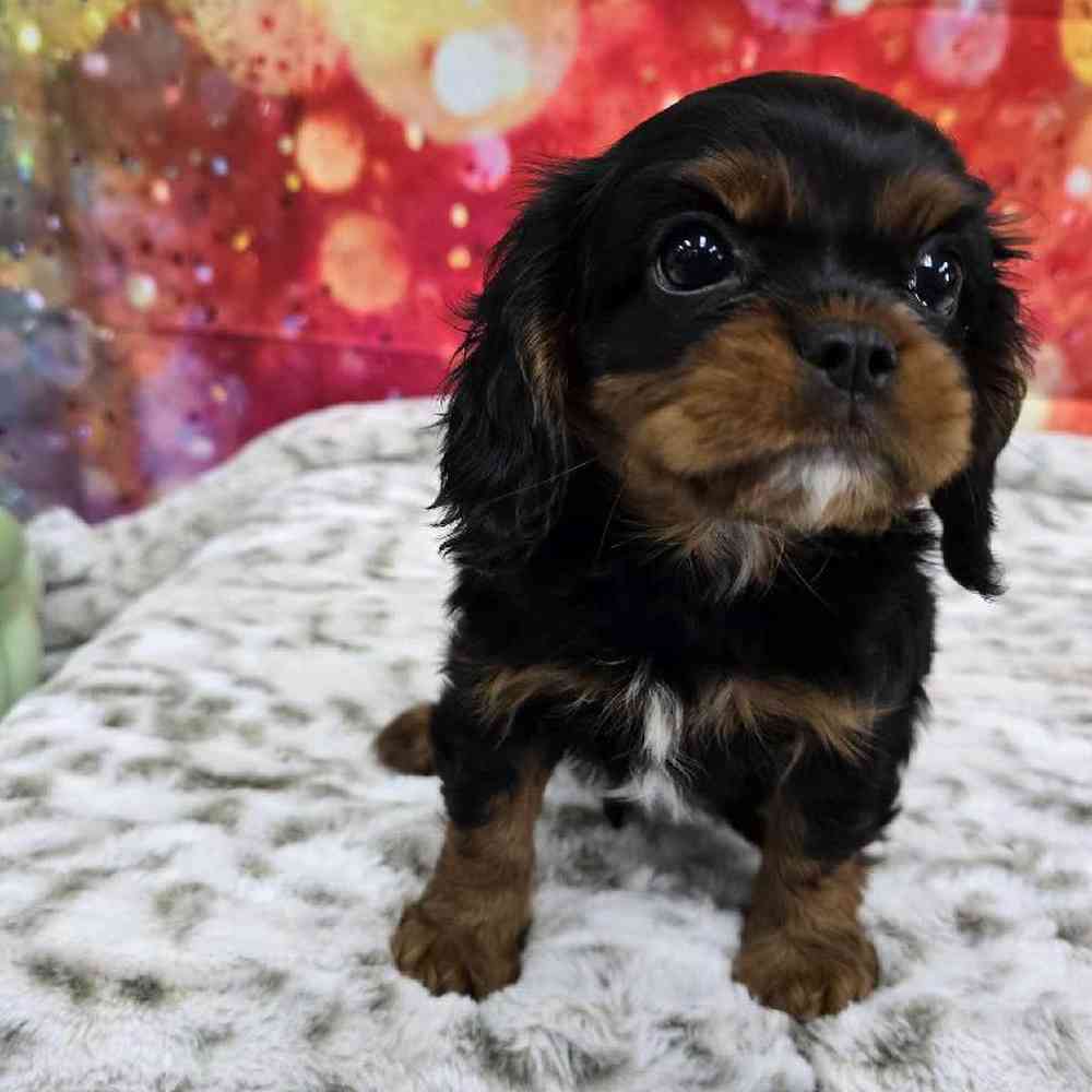 Male Cavalier King Charles Spaniel Puppy for Sale in Virginia Beach, VA