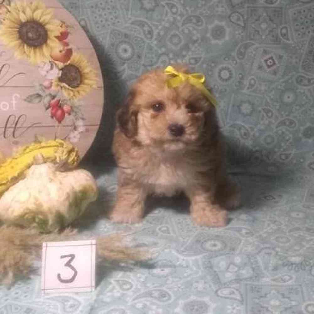 Male Bichonpoo Puppy for Sale in Virginia Beach, VA