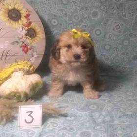 Bichonpoo