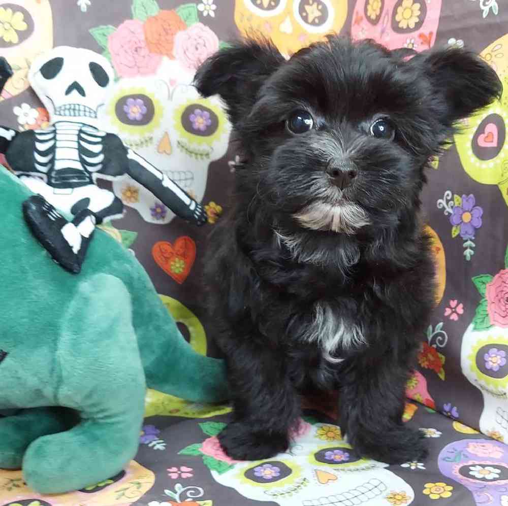 Female Morkie Puppy for sale
