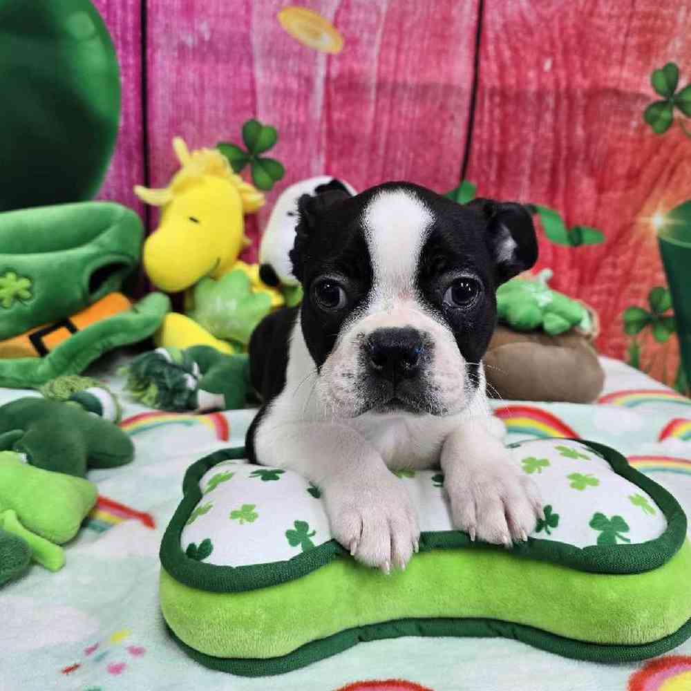 Male Boston Terrier Puppy for Sale in Virginia Beach, VA