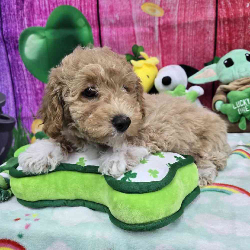 Male Bichonpoo Puppy for Sale in Virginia Beach, VA