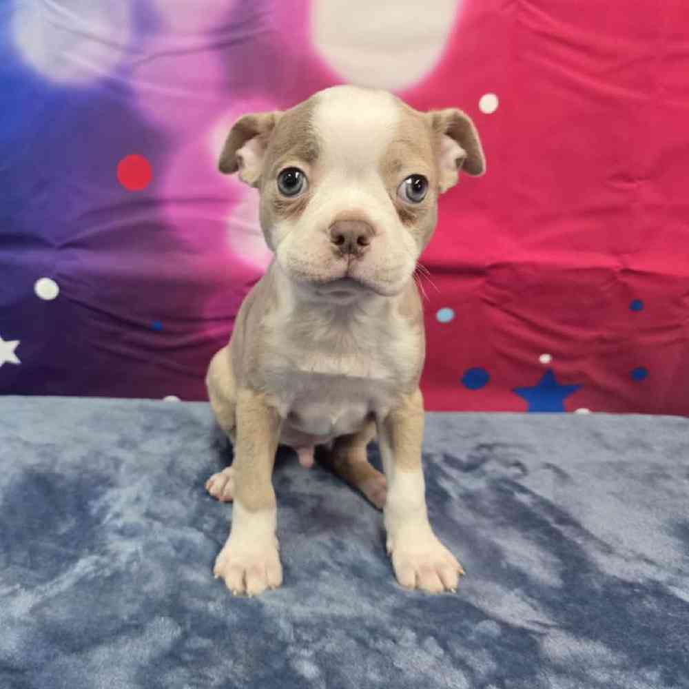Male Boston Terrier Puppy for Sale in Virginia Beach, VA