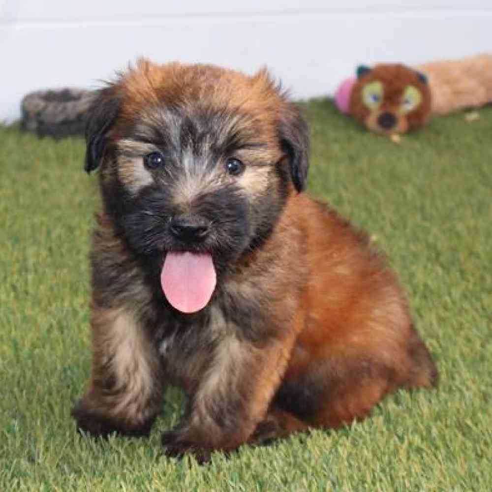 Male Soft Coated Wheaten Terrier Puppy for Sale in Virginia Beach, VA
