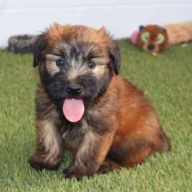 Soft Coated Wheaten Terrier