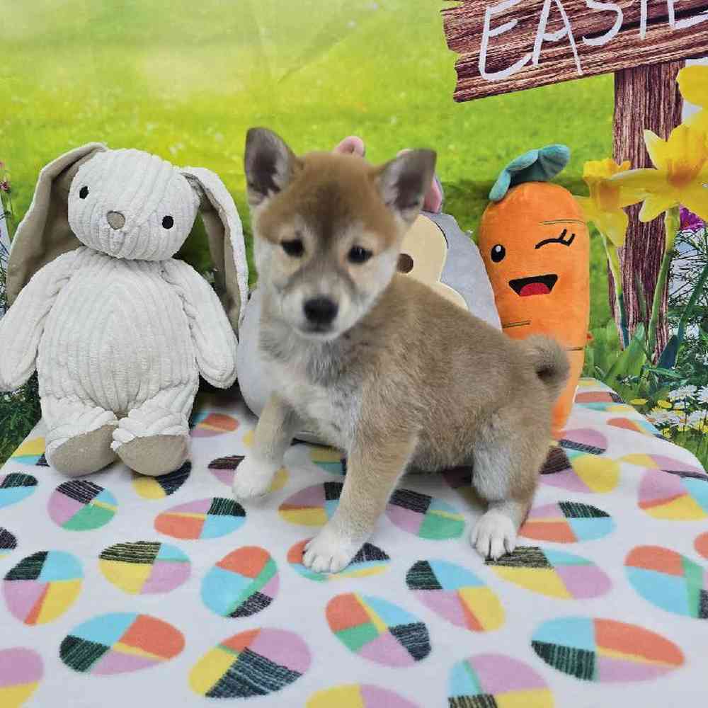 Female Shiba Inu Puppy for Sale in Virginia Beach, VA