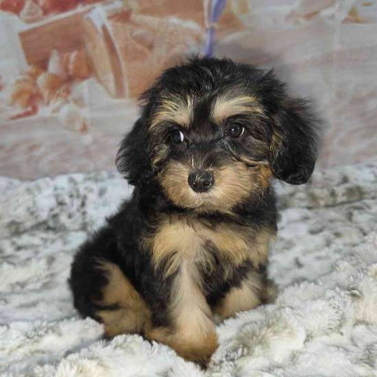 Yorkie-Poo