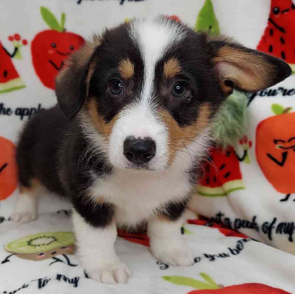 Male Pembroke Welsh Corgi Puppy for sale
