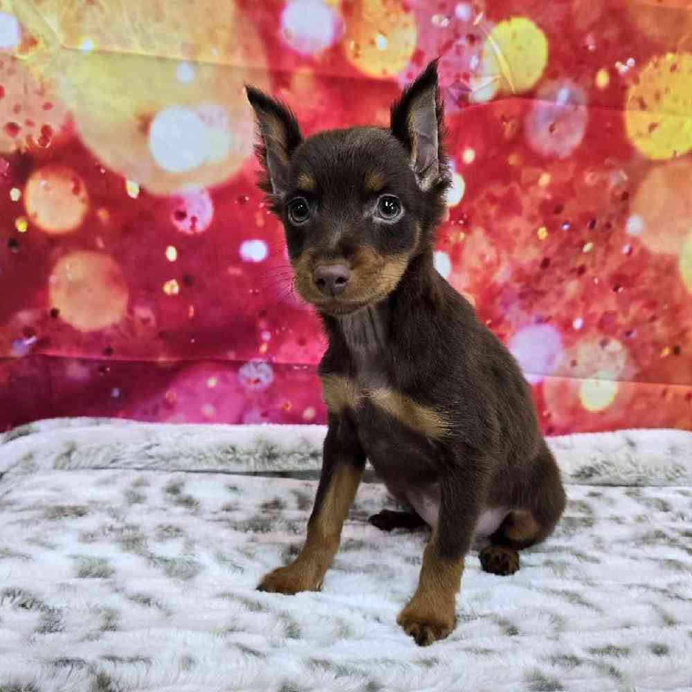 Male Min Pin Puppy for Sale in Virginia Beach, VA