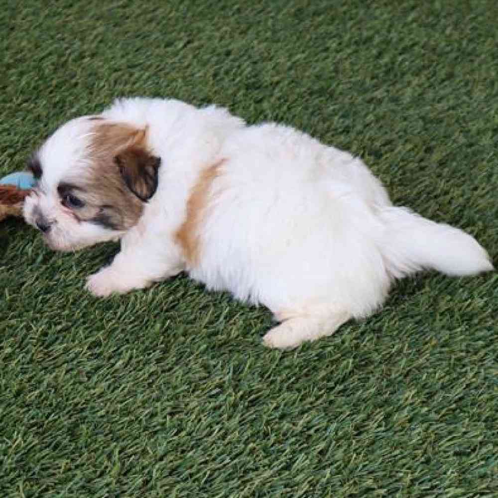 Male Teddy Bear Puppy for Sale in Virginia Beach, VA