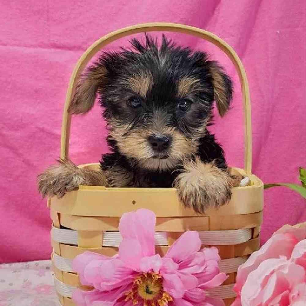 Female Yorkie Puppy for sale