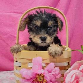 Yorkie