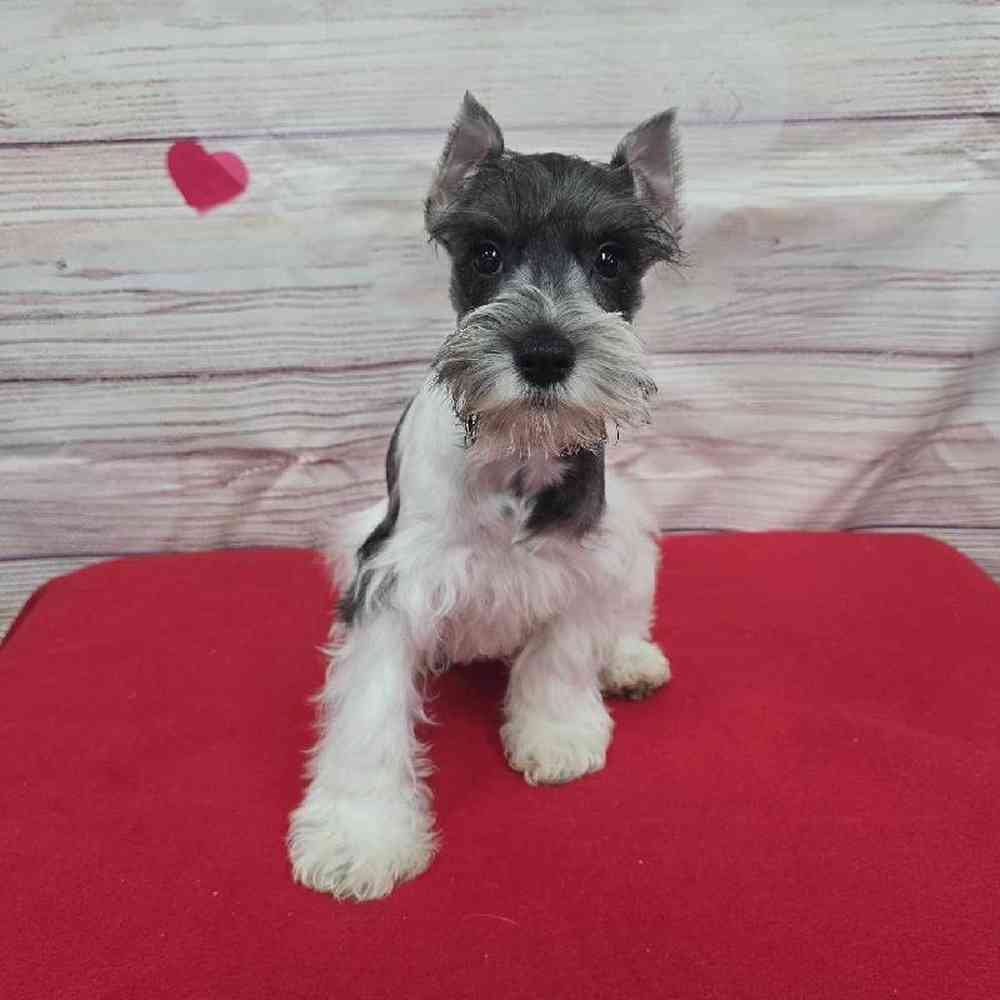 Male Mini Schnauzer Puppy for Sale in Virginia Beach, VA