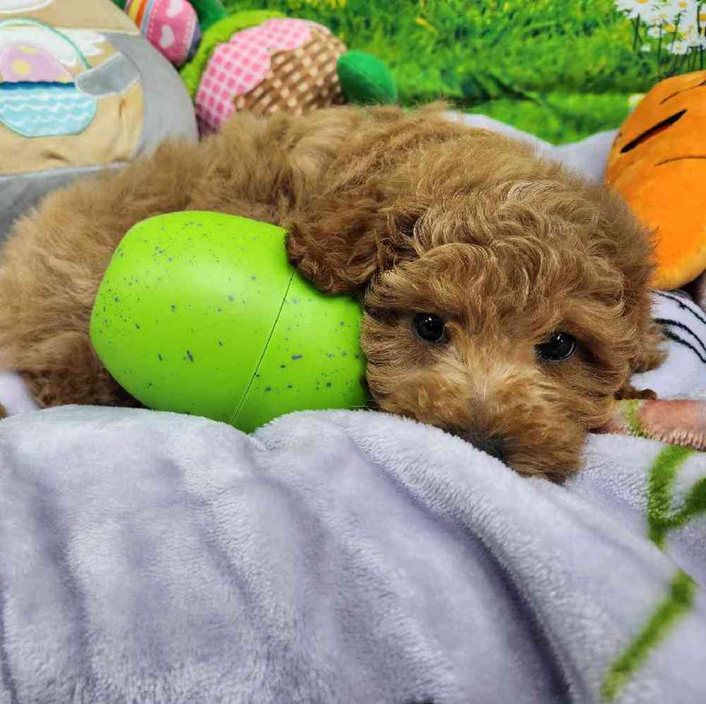 Male Mini Woodle Puppy for Sale in Virginia Beach, VA