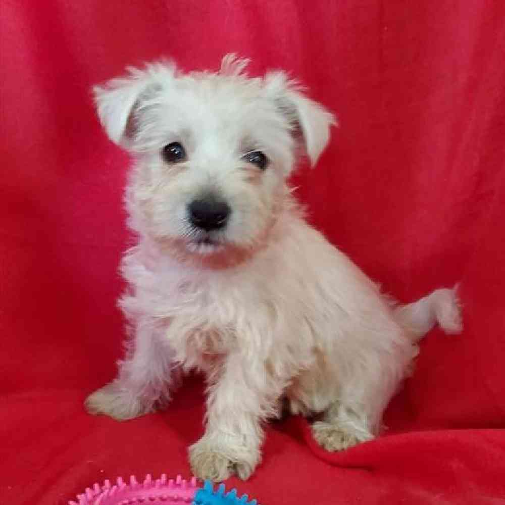 Female West Highland White Terrier Puppy for Sale in Virginia Beach, VA