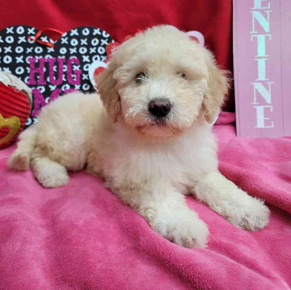 Female Mini Sheepadoodle Puppy for Sale in Virginia Beach, VA