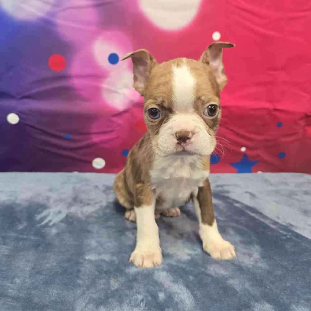 Male Boston Terrier Puppy for Sale in Virginia Beach, VA