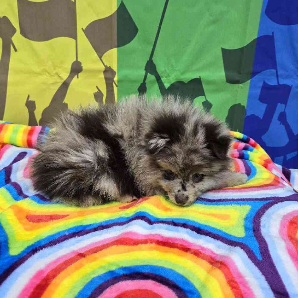 Female Pomsky Puppy for Sale in Virginia Beach, VA