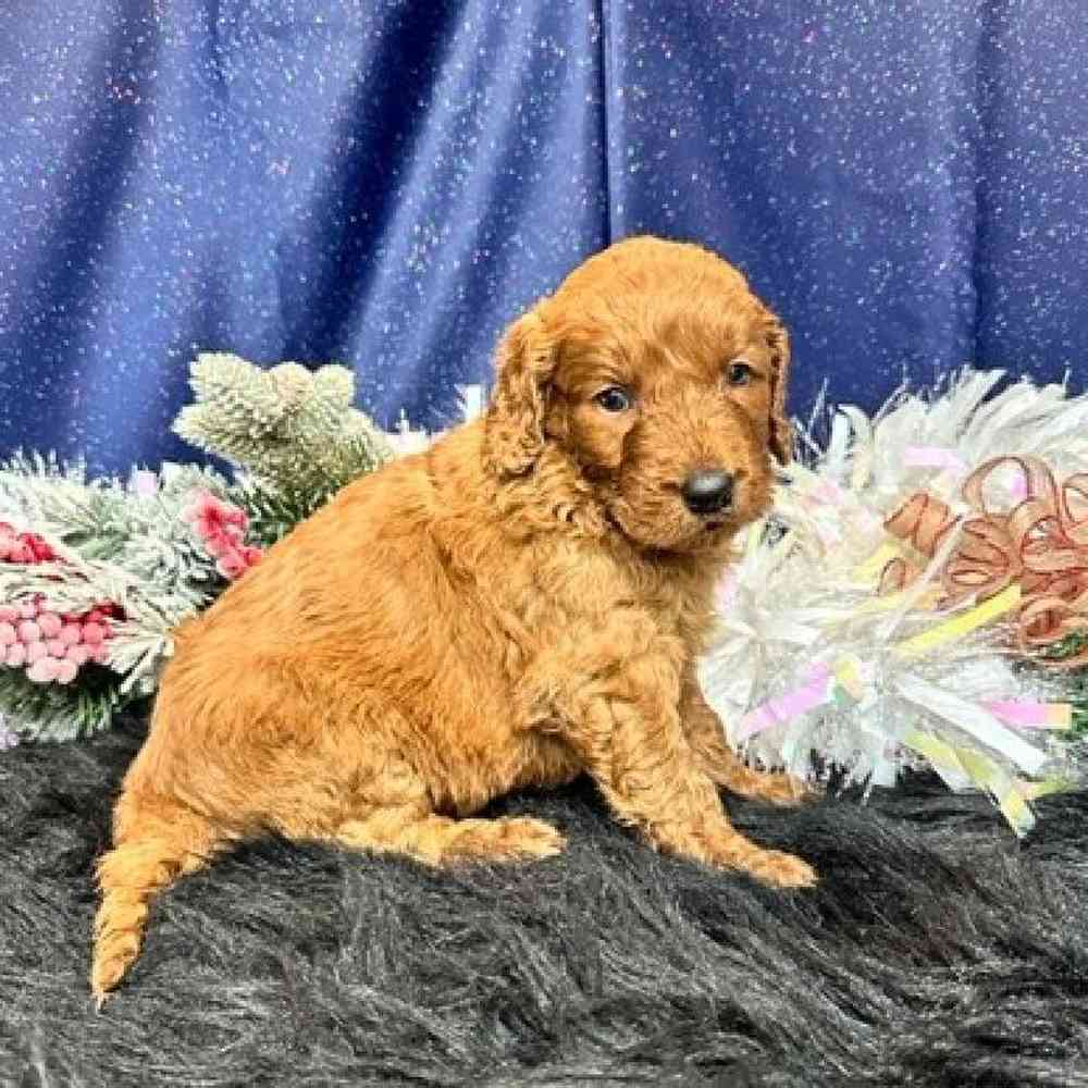 Male Goldendoodle Puppy for sale