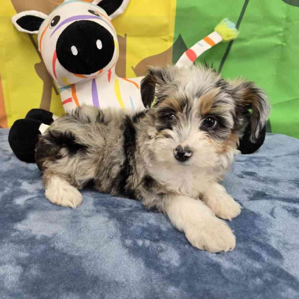 Female Mini Aussie Puppy for Sale in Virginia Beach, VA
