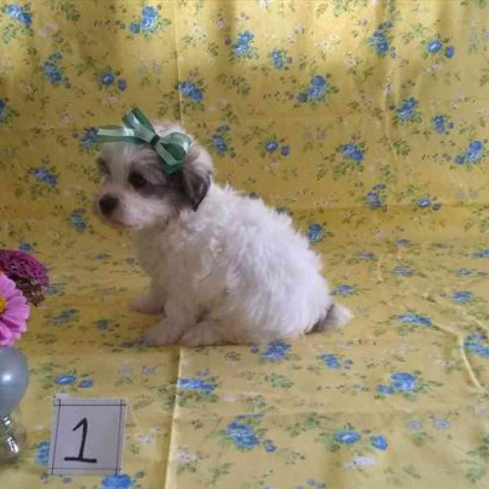 Male Havapoo Puppy for sale