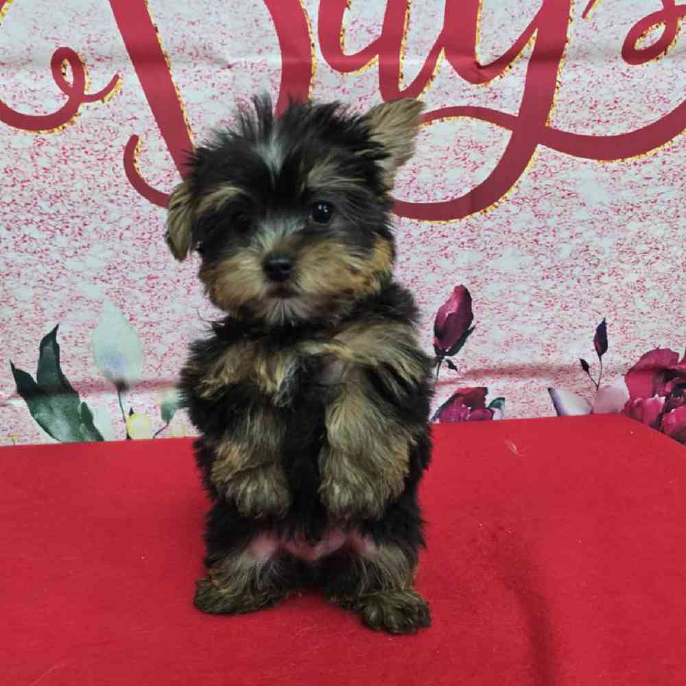 Male Yorkie Puppy for Sale in Virginia Beach, VA