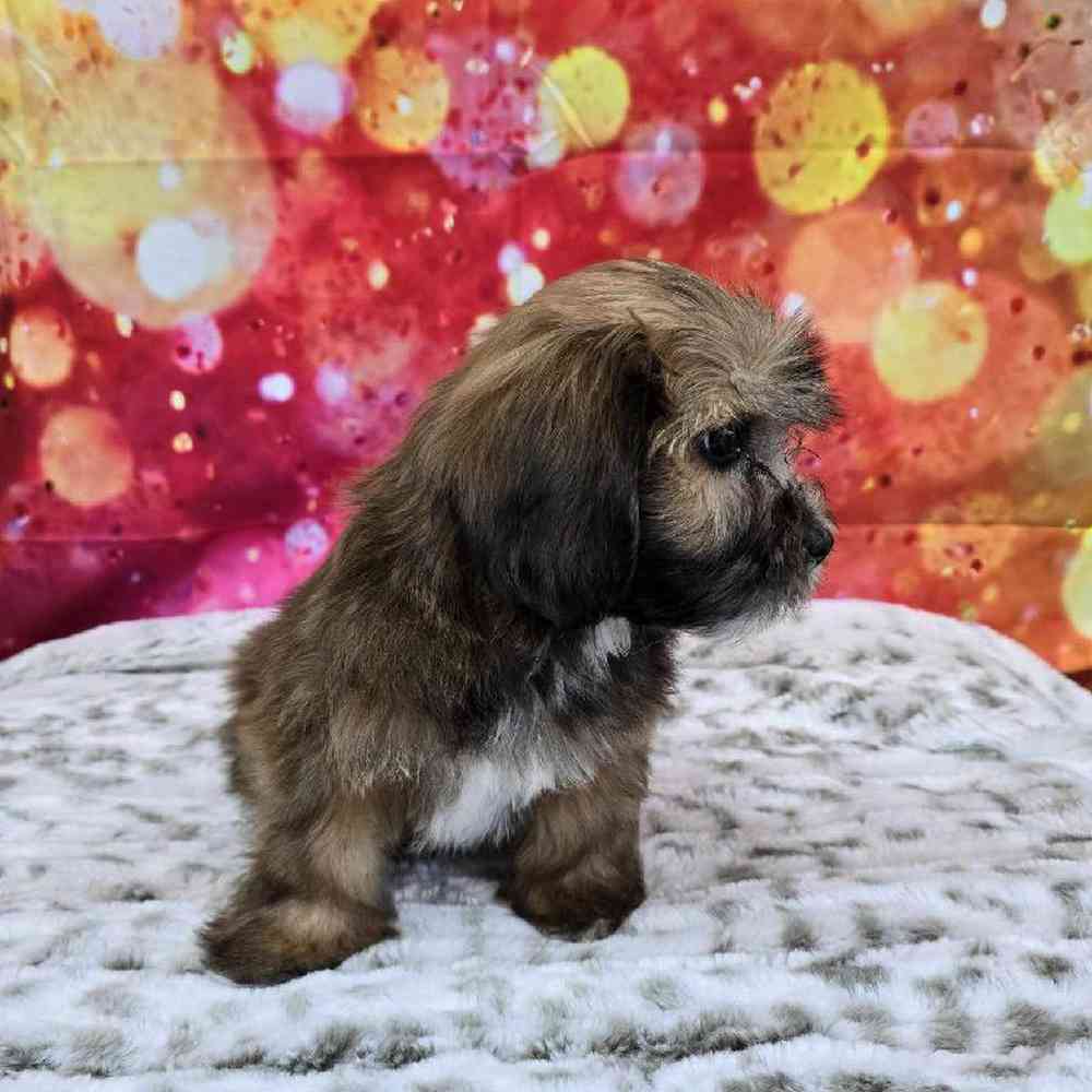 Male La-Chon Puppy for Sale in Virginia Beach, VA
