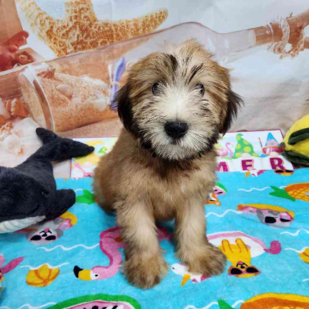 Female Soft Coated Wheaten Terrier Puppy for Sale in Virginia Beach, VA