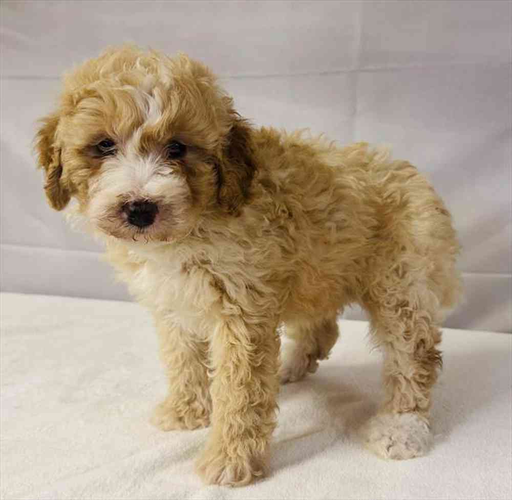 Image of a pet breed in the gallery
