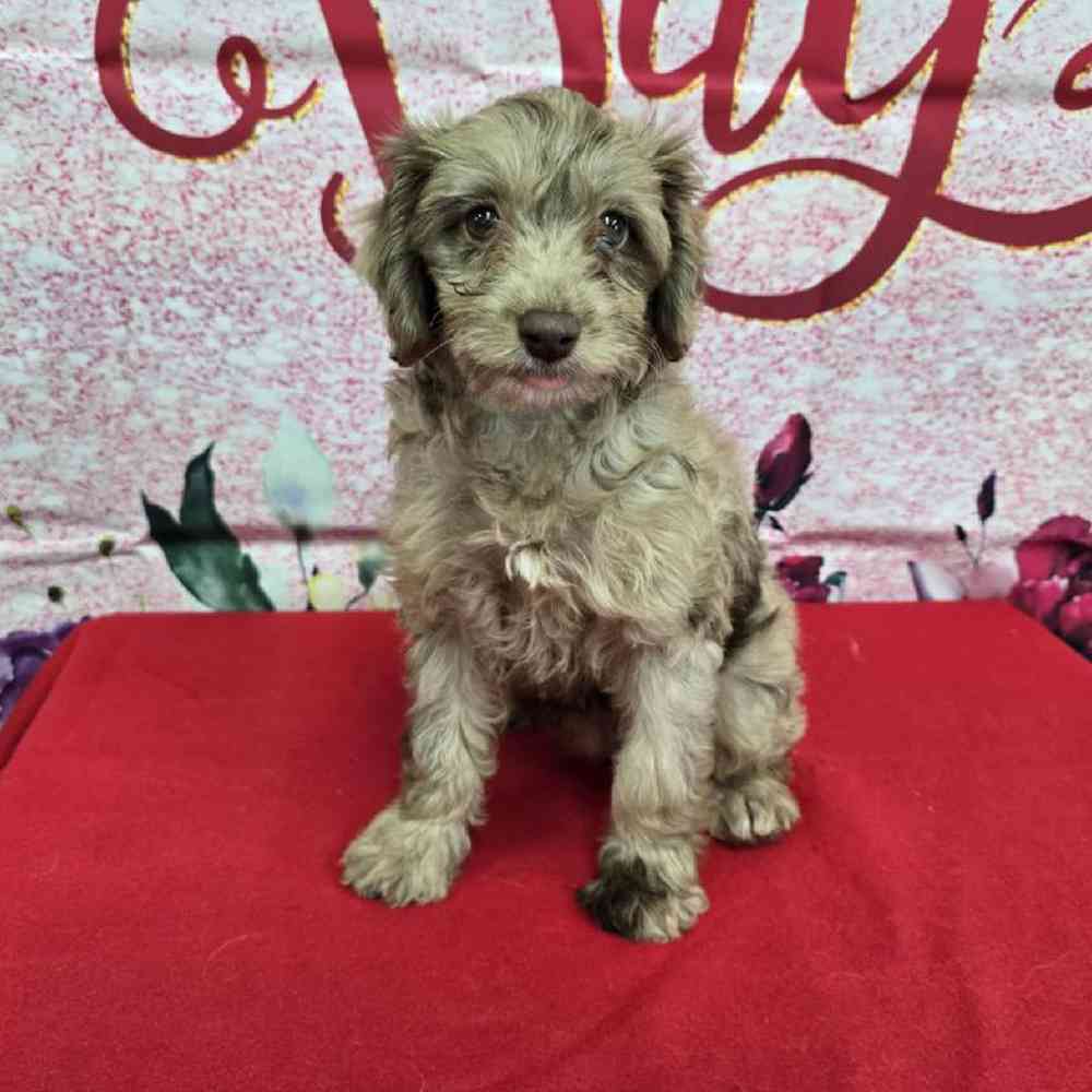 Female Havapoo Puppy for Sale in Virginia Beach, VA