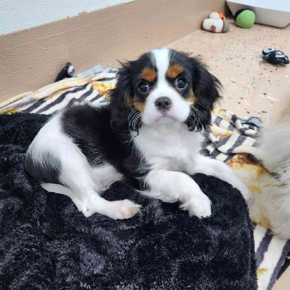 Male Cavalier King Charles Spaniel Puppy for Sale in Virginia Beach, VA