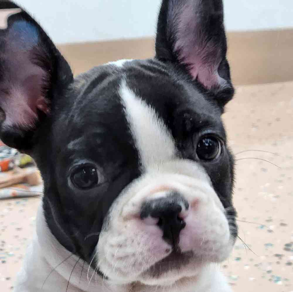 Male French Bulldog Puppy for Sale in Virginia Beach, VA