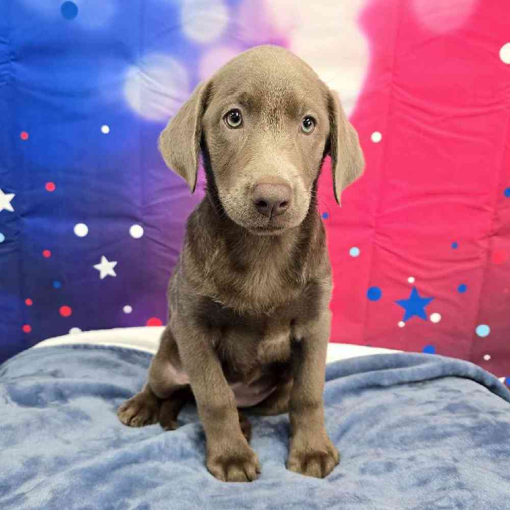 Female Labrador Retriever Puppy for Sale in Virginia Beach, VA