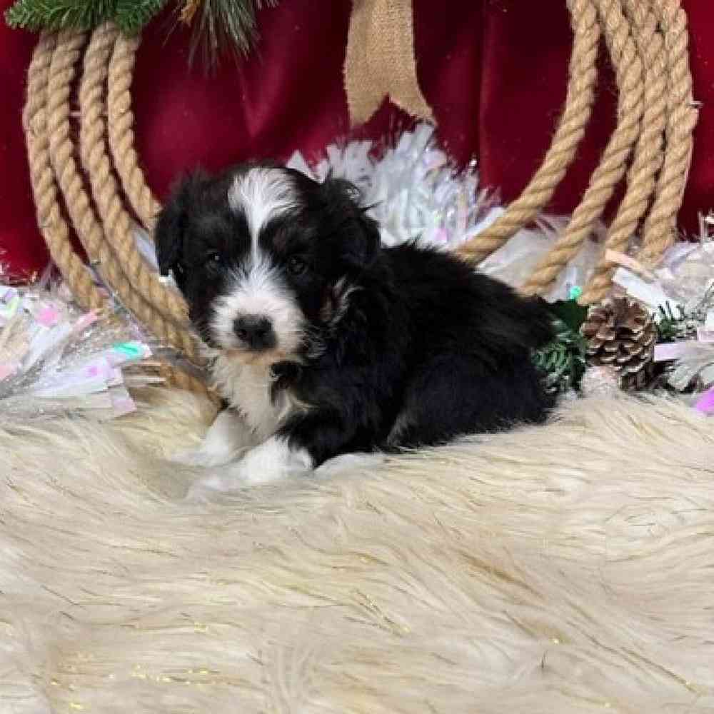 Male Mini Aussiedoodle Puppy for sale