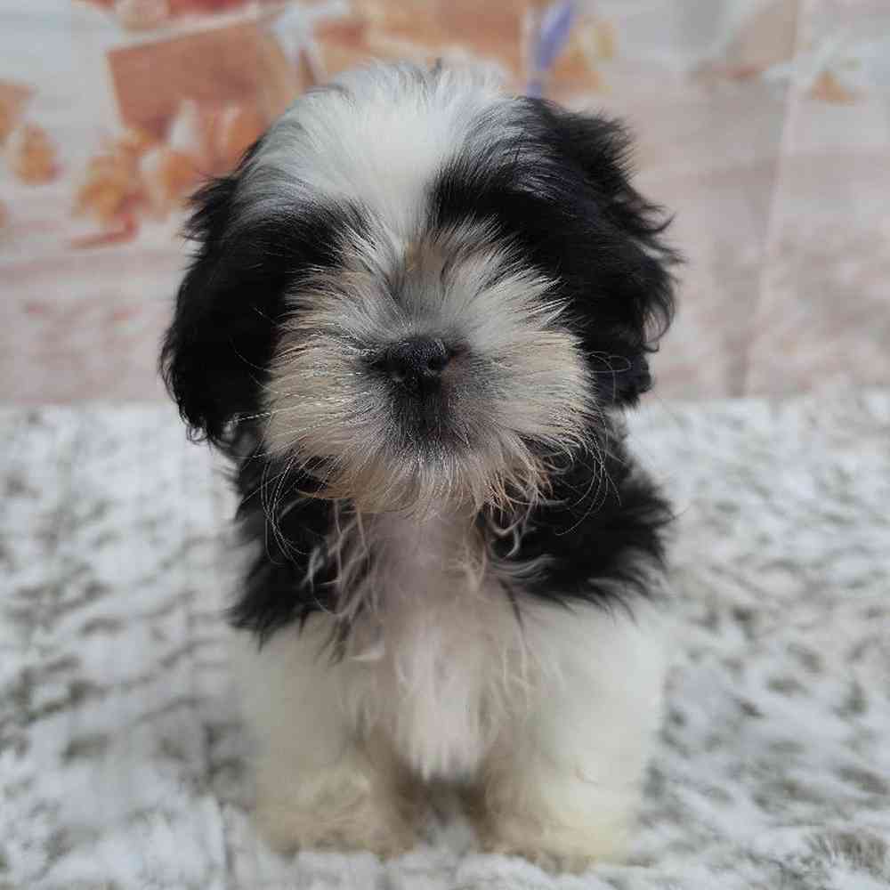 Male Shih Tzu Puppy for Sale in Virginia Beach, VA