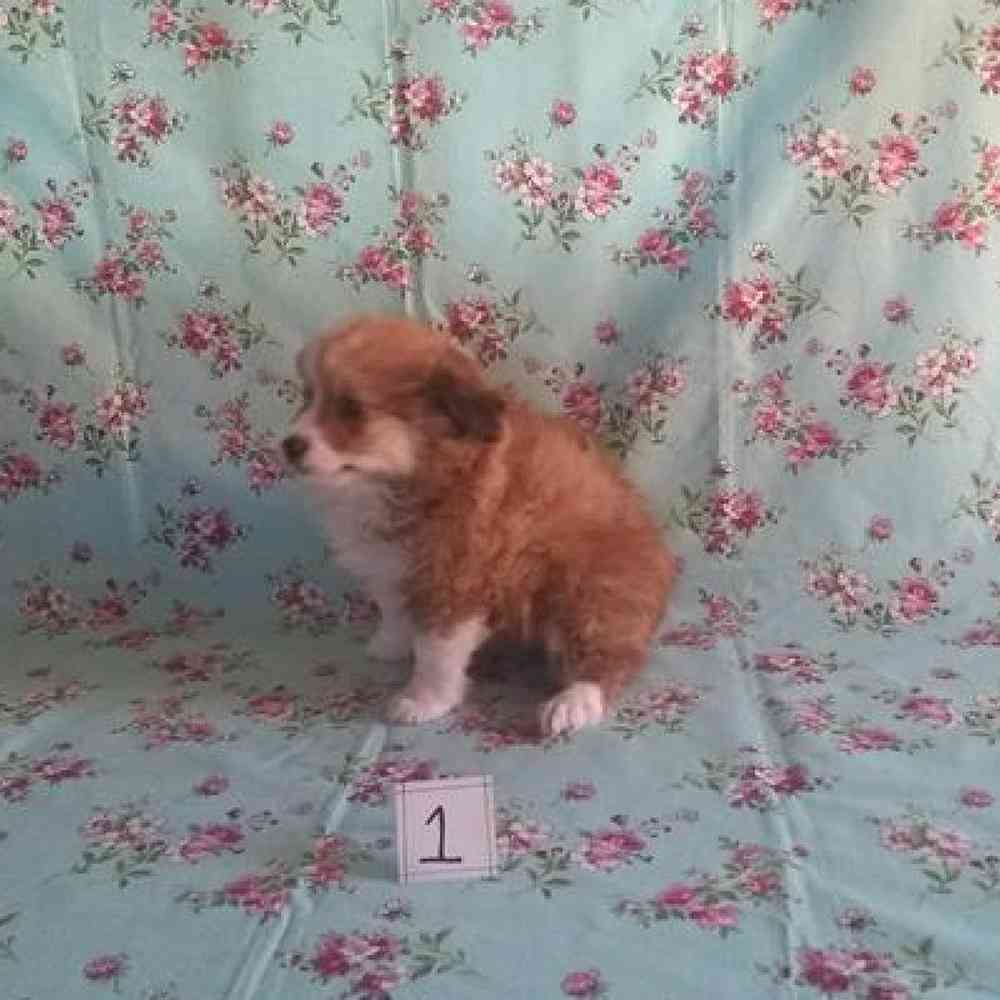 Male Toy Aussiedoodle Puppy for sale