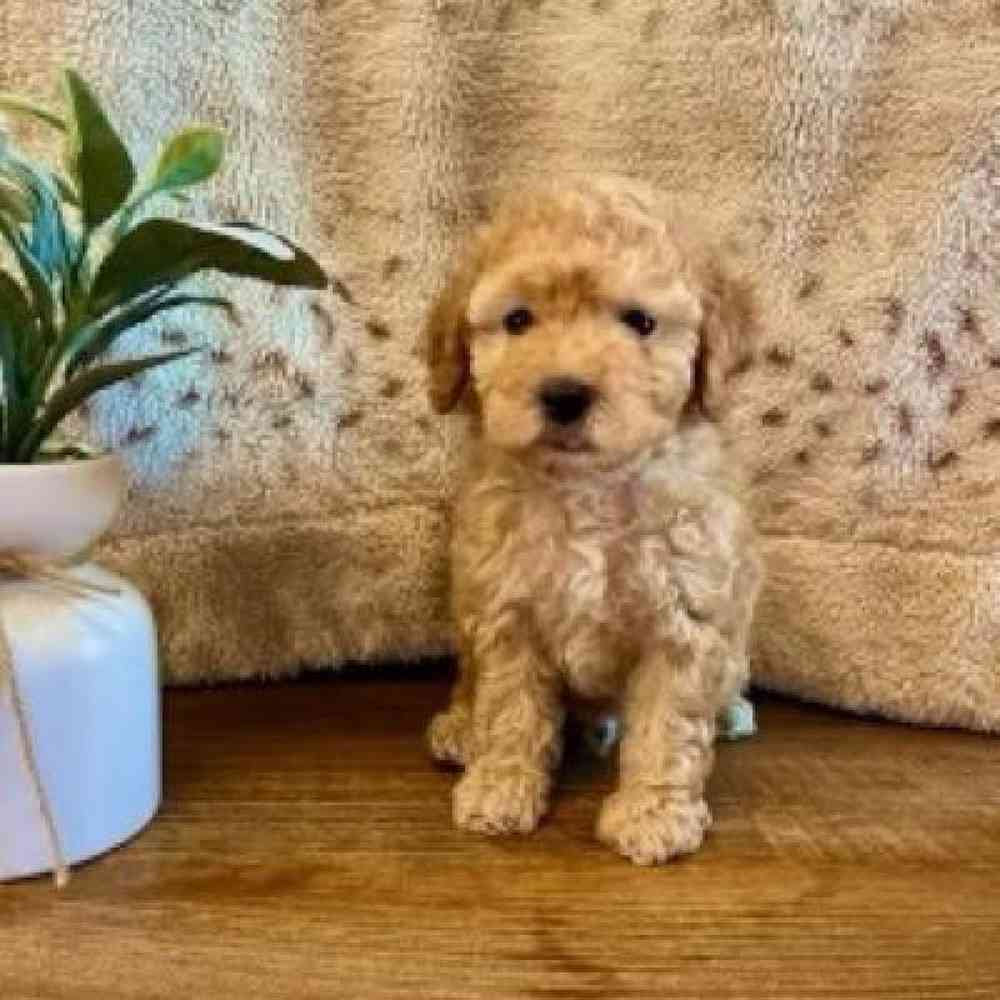 Male Poodle Toy Puppy for Sale in Virginia Beach, VA