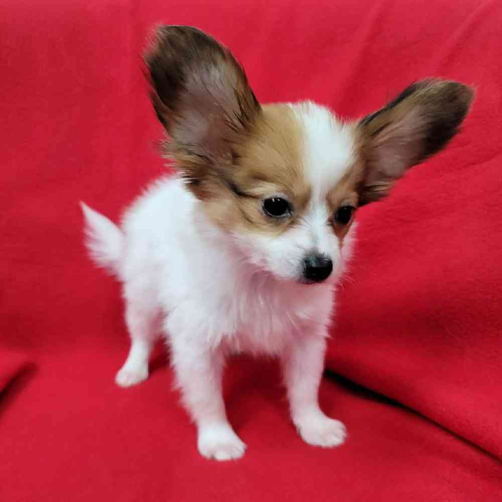 Male Papillon Puppy for Sale in Virginia Beach, VA