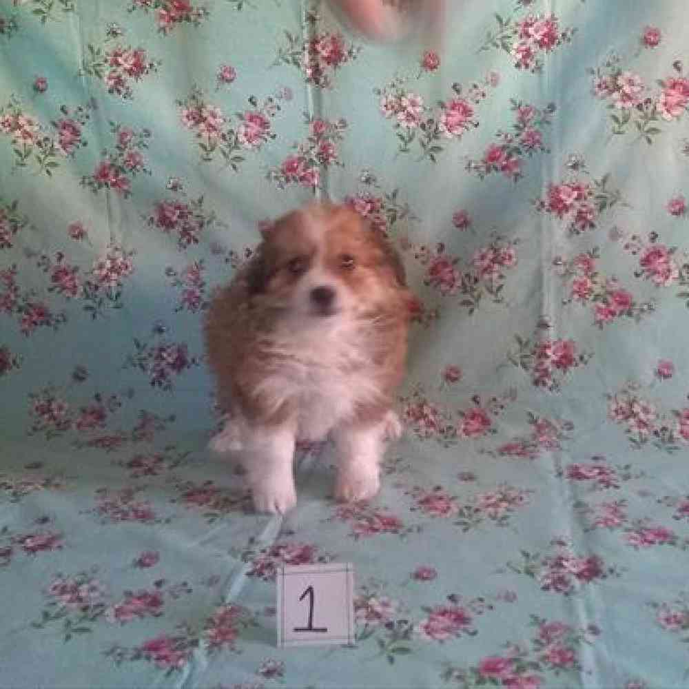 Male Toy Aussiedoodle Puppy for sale