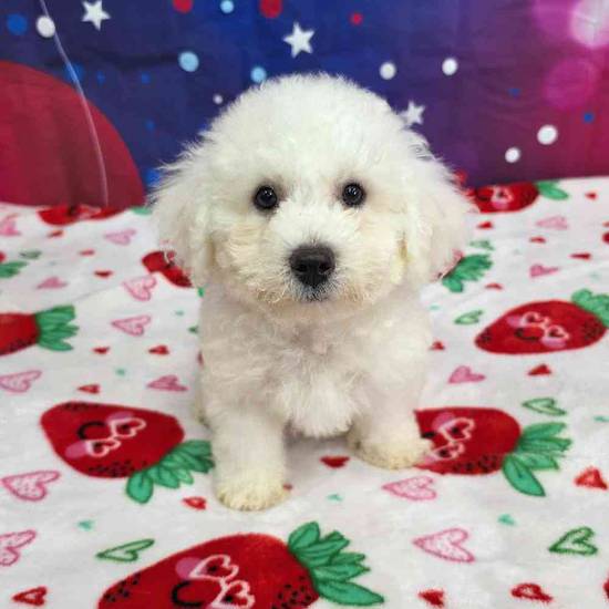 Bichon